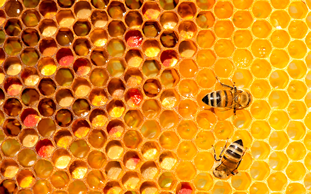 Jak chronić pszczoły?