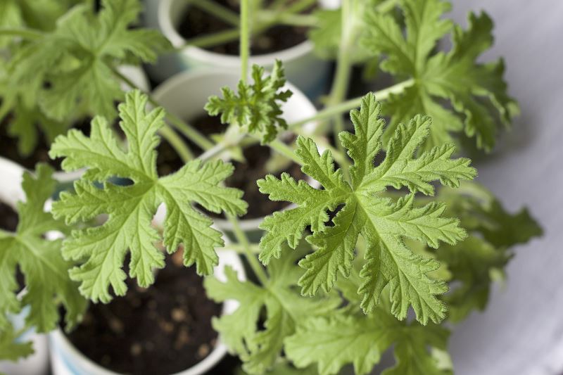 Geranium Anginowiec Właściwości Lecznicze Uprawa Ciekawostki