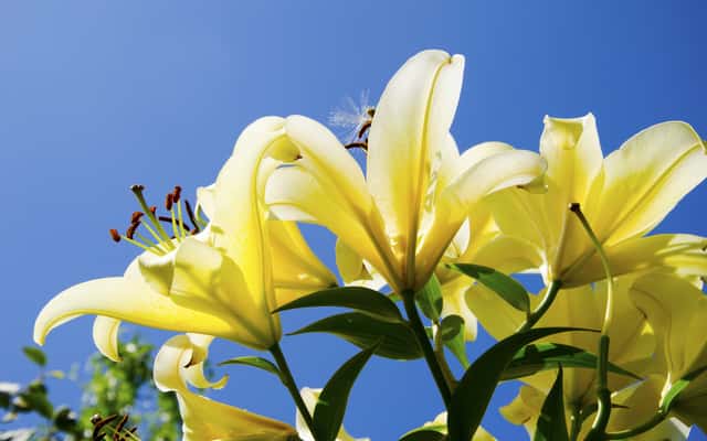 Cebulki kwiatowe lilii – co warto wiedzieć o wyborze, sadzeniu i przechowywaniu