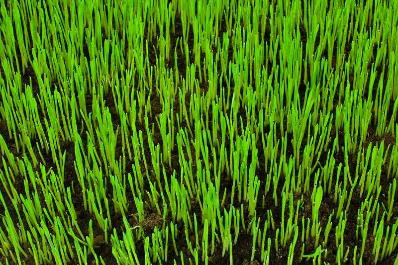 Jak i kiedy siać trawę, czyli zakładanie trawnika krok po kroku