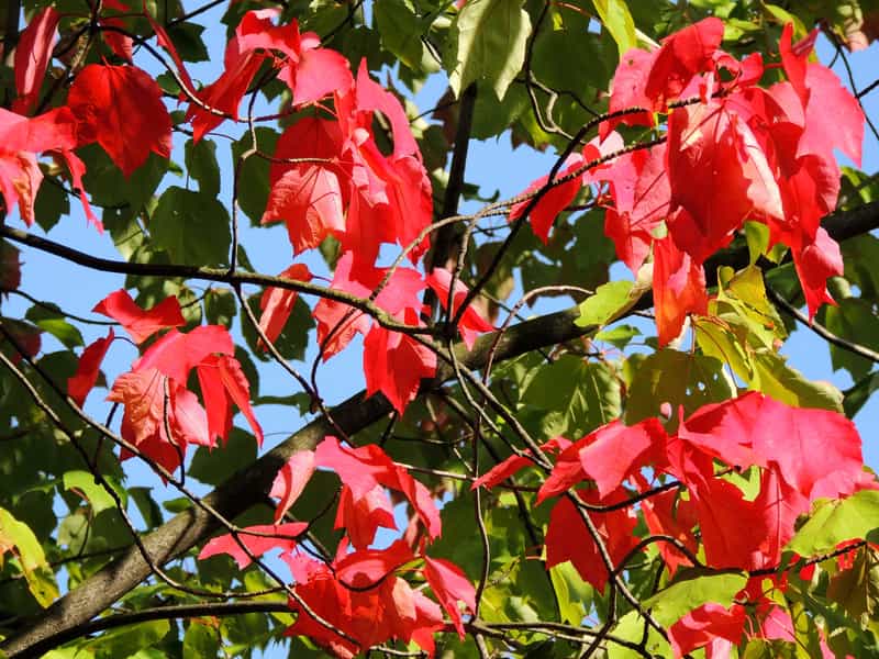 Klon czerwony (Acer rubrum, RED SUNSET) - opis, sadzenie, pielęgnacja ...