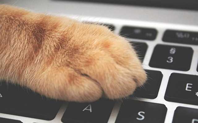 7 powodów, dla których warto kupować karmę i akcesoria dla zwierząt w internecie!