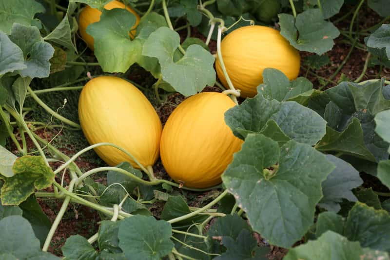Uprawa melona w gruncie odmiany, sadzenie, pielęgnacja, zbiór