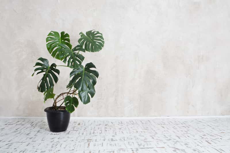 Monstera Dziurawa Filodendron Monstera Uprawa Pielegnacja Podlewanie