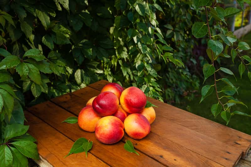 Nektarynka - uprawa w ogrodzie, odmiany, choroby