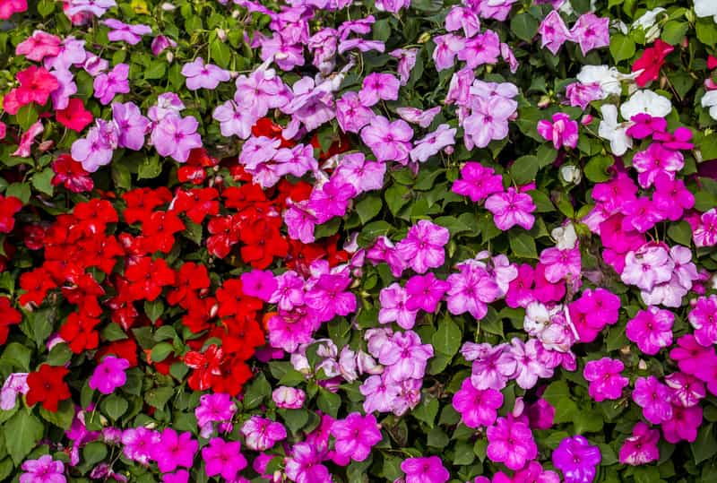 Niecierpek Waleriana Wysiew Uprawa Pielęgnacja Odmiany