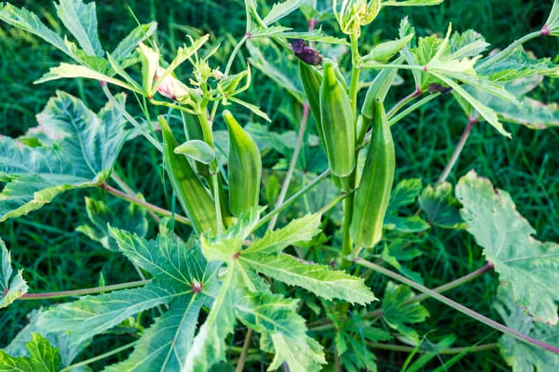 Okra Ketmia Jadalna Piżmian Jadalny Uprawa Przepisy