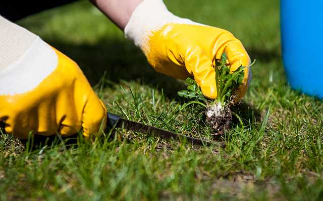 Pielęgnacja trawnika na wiosnę – 5 zabiegów, które musisz wykonać!