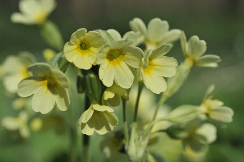 Pierwiosnek Wyniosły (primula Elatior) - Uprawa, Pielęgnacja, Porady