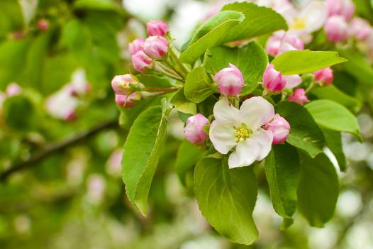 Jabłoń malinówka - opis, sadzenie, uprawa, pielęgnacja, porady