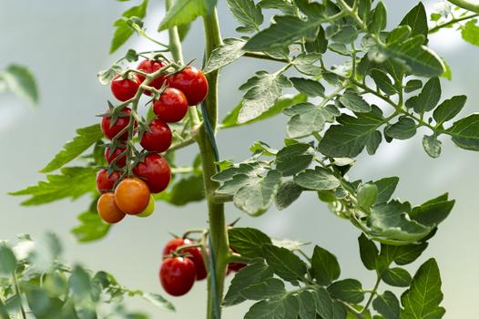 Obrywanie liści pomidorów krok po kroku - poradnik praktyczny