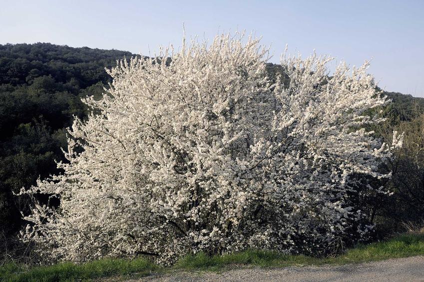 Świdośliwa w czasie kwitnienia - duże drzewko posadzone w pełnym słońcu obsypane kwiatami na tle lasu i nieba