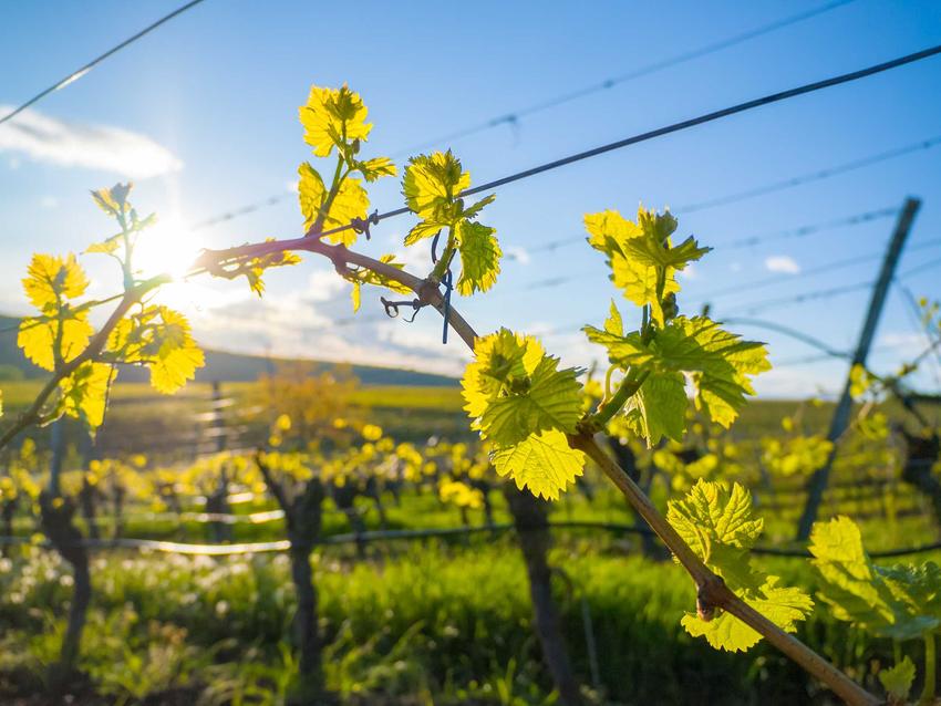 Cięcie winorośli przeprowadza się wiosną i latem. Jest to podstawowy zabieg pielęgnacyjny, uprawa winorośli dzięki temu sprawdza się lepiej.