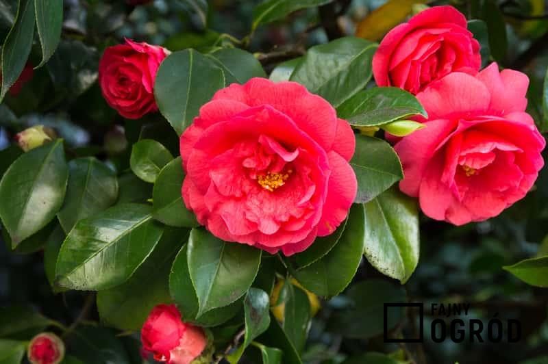 Kamelia japońska czyli piękna roślina o wspaniałych kwiatach a także odmiany i pielęgnacja delikatnego krzewu w ogrodzie