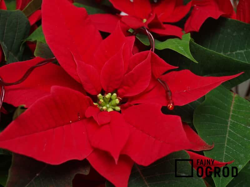 Gwiazda betlejemska o czerwonych środkowych liściach, a także sadzenie, pielęgnacja, podlewanie, nawożenie i najlepsze stanowisko