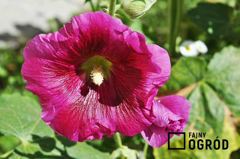 Malwa w ogrodzie o różowych kwiatach, a także najlepsze odmiany, sadzenie, uprawa, pielęgnacja i stanowisko w ogrodzie Obsługa czytników ekranu włączona.