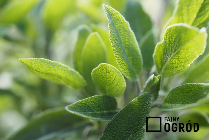 Szałwia lekarska o zielonych liściach rosnąca w ogrodzie, a także sadzenie, pielęgnacja oraz zastosowanie i właściwości lecznicze