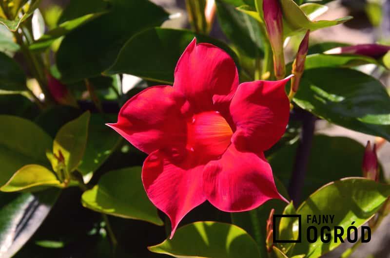 Kwiaty sundaville - sadzenie, uprawa, pielęgnacja, rozmnażanie, przycinanie