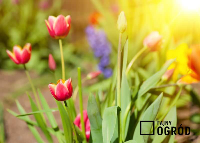 Tulipany o czerwonych kwiatach w ogrodzie, a także porady, jak sadzić tulipany, najlepsze terminy i sadzenie krok po kroku
