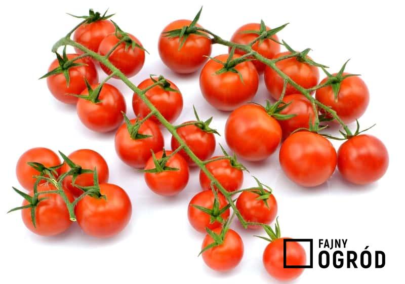 Jak samodzielnie uprawiać pomidory koktajlowe w domu czy na balkonie?