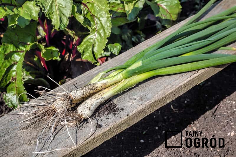 Cebula szalotka na stole, a także zastosowanie, sadzenie, pielęgnacja, uprawa oraz podlewanie cebuli szalotki krok po kroku