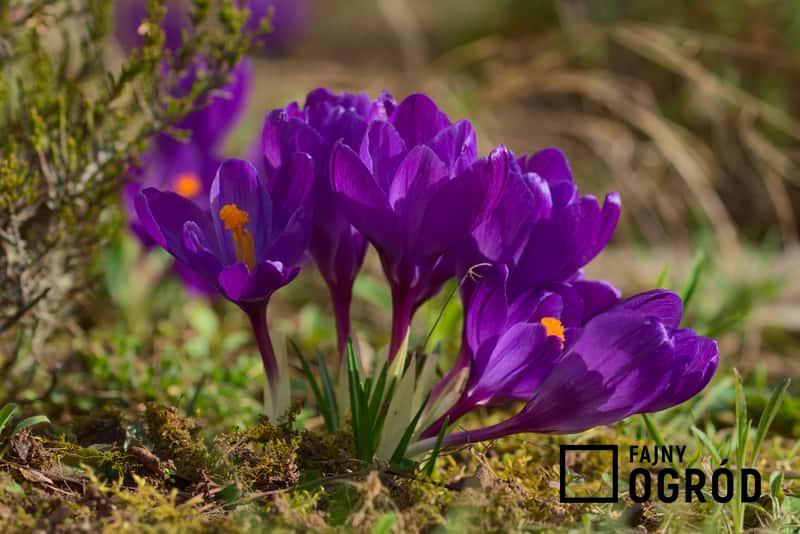 Krokus o fioletowych kwiatach rosnący w ogrodzie, a także sadzenie rośliny, pielęgnacja, uprawa, wymagania oraz optymalne stanowisko