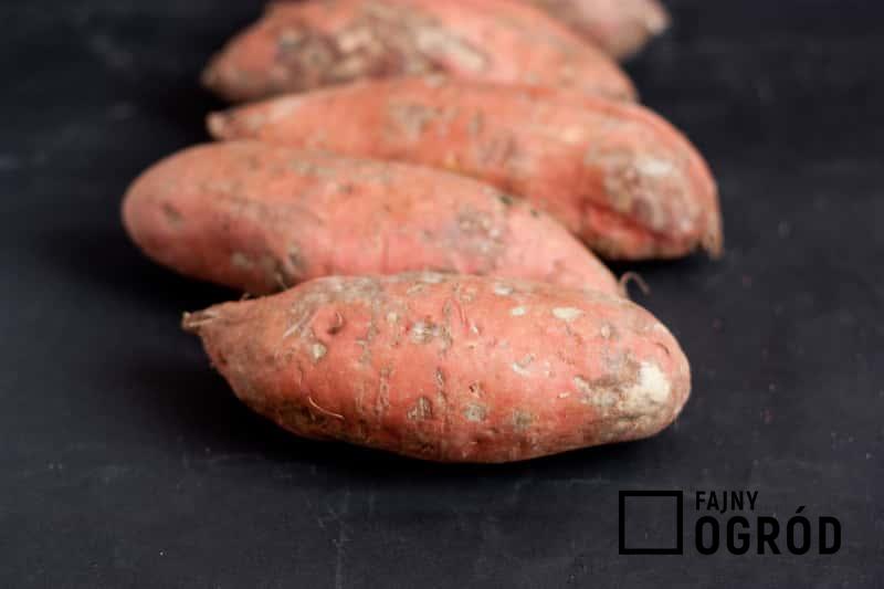 Czerwone bataty, czyli słodkie ziemniaki, a także uprawa w ogrodzie krok po kroku, sadzenie, pielęgnacja i zastosowanie