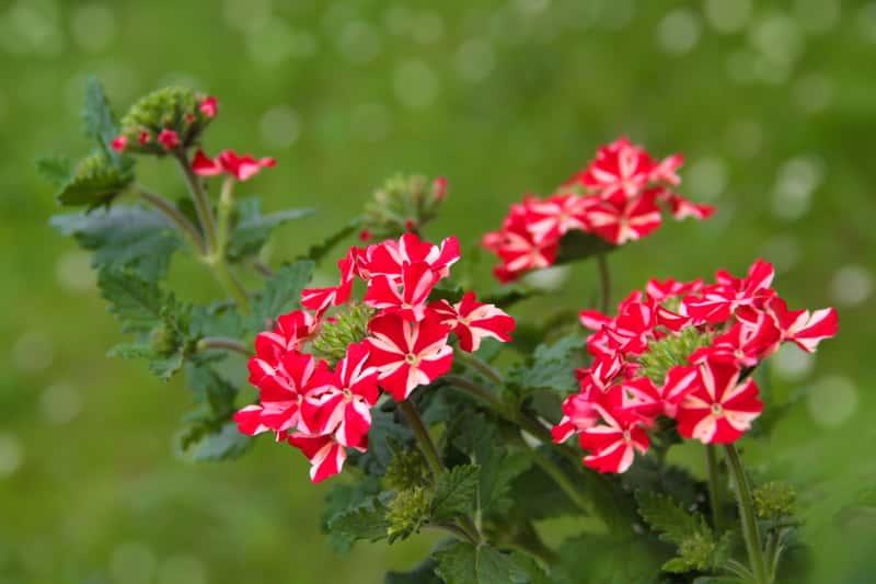 Kwiat werbeny ogrodowej o biało-czerwonym kolorze, a także odmiany, uprawa, pielegnacja roślin z tego gatunku