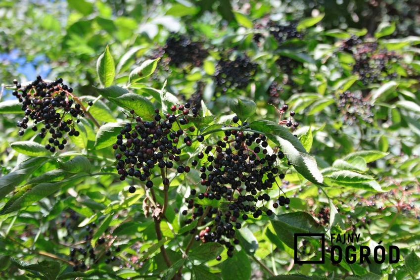 Czarny bez to jeden z najpiękniejszych krzewów, a jego owoce nadają się na różne przetwory. Owoce mają właściwości lecznicze i bardzo szerokie zastosowanie.