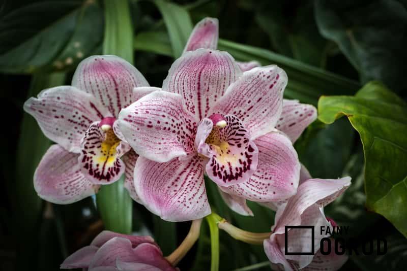 Orchidea o różowych kwiatach uprawiana w ogrodzie, a także sadzenie, pielęgnacja i uprawa storczyków w ogrodzie