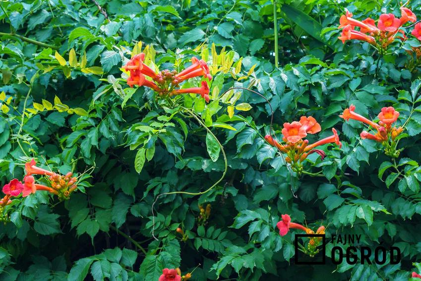Milin amerykański - gęste pnącze o intensywnie zielonych liściach i czerwonych kwiatach o rurkowatym kształcie