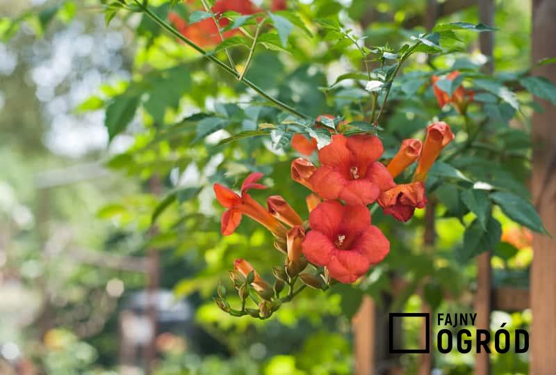 Milin amerykański o czerwonych kwiatach, a także inne odmiany, sadzenie, uprawa i najważniejsze informacje.