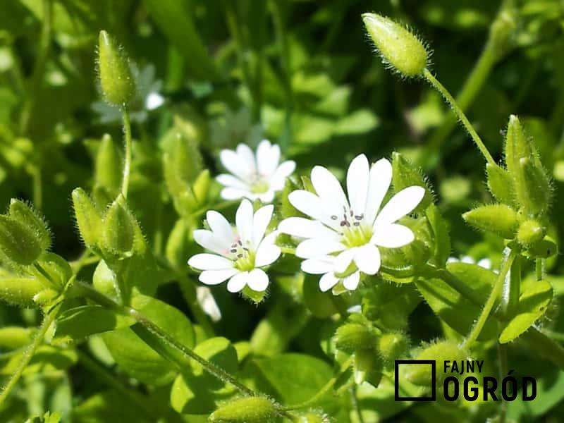 Gwiazdnica pospolita o drobnych kwiatach jako chwast i roślina pastewna, a także opis, zwalczanie oraz rozpoznanie gatunku