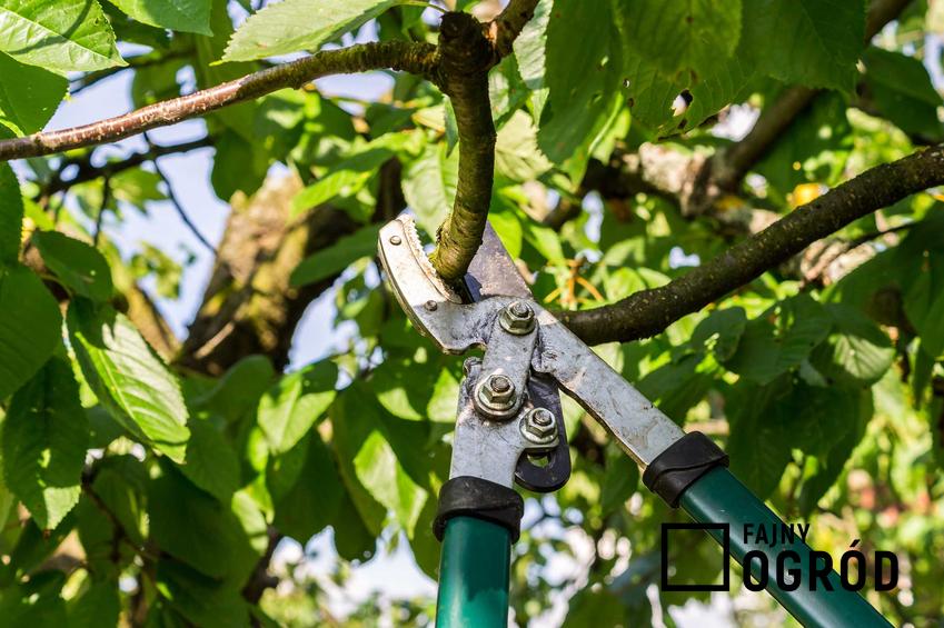 Przycinanie drzew owocowych - kiedy i jak ciąć drzewka?