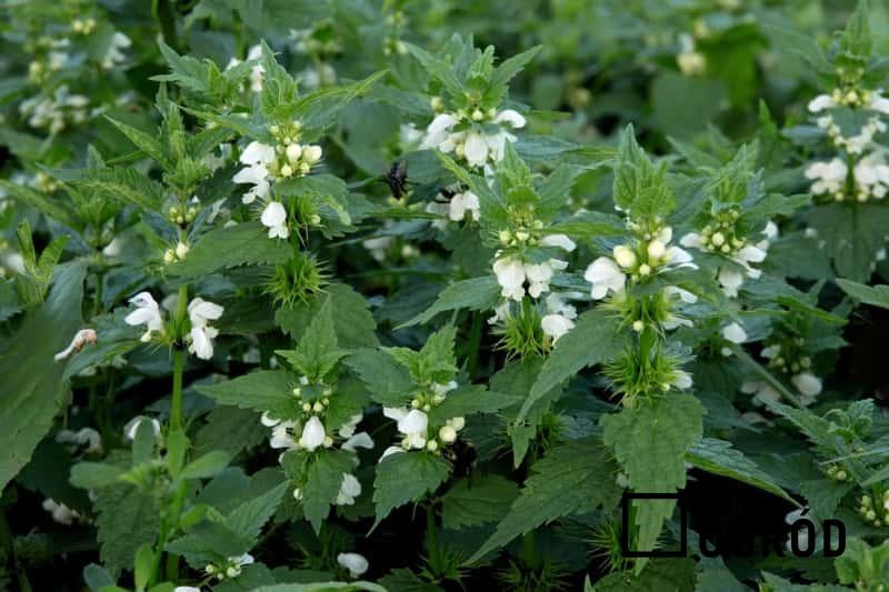 Jasnota biała o drobnych białych kwiatach w ogrodzie, a także uprawa, właściwości lecznicze, zastosowanie, działanie