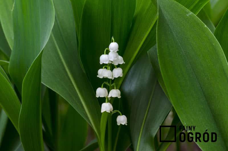 Konwalia majowa w ogrodzie o delikatnych białych kwiatach, a także jej sadzenie, uprawa oraz pielęgnacja i najlepsze stanowisko do uprawy