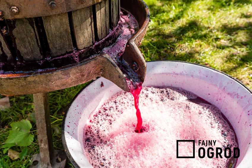 Wino domowe nie jest trudne w przyrządzaniu. Robi się je ze szczepów winogron lub z innych dobrze dojrzałych owoców. Należy je robić w drewnianych beczkach.
