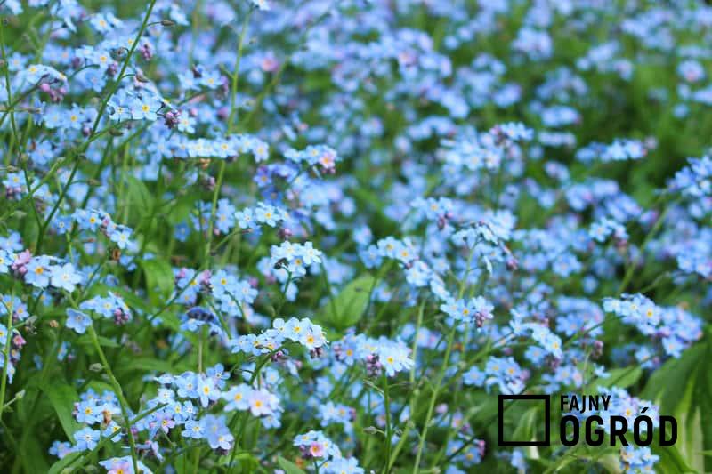 Kępa niezapominajek o niebieskich kwiatach w ogrodzie, a także odmiany, uprawa, pielęgnacja, stanowisko i wymagania niezapominajek