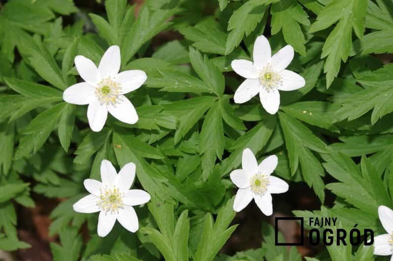 Zawilec gajowy o białych kwiatach w czasie kwitnienia, a także opinie, sadzenie, pielęgnacja rośliny pod ochroną