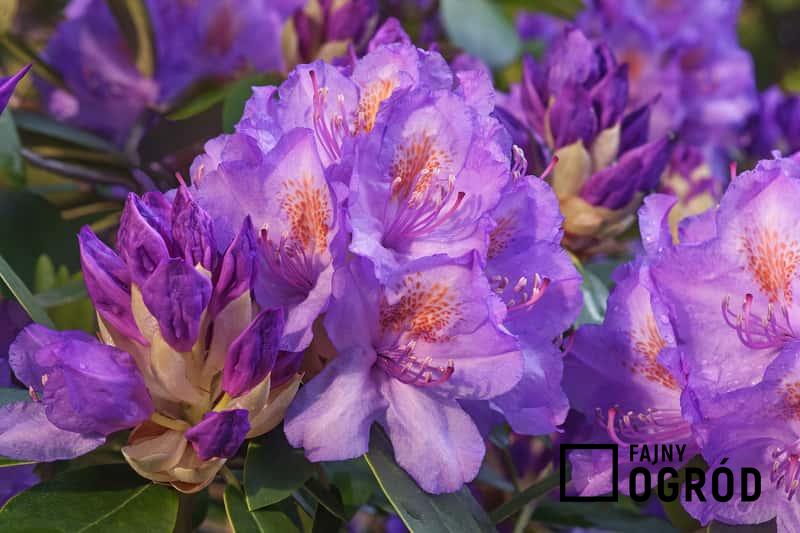 Różanecznik katawbijski o pełnych fioletowych kwiatach w czasie kwitnienia, a także sadzenie, pielęgnacja oraz uprawa rośliny krok po kroku