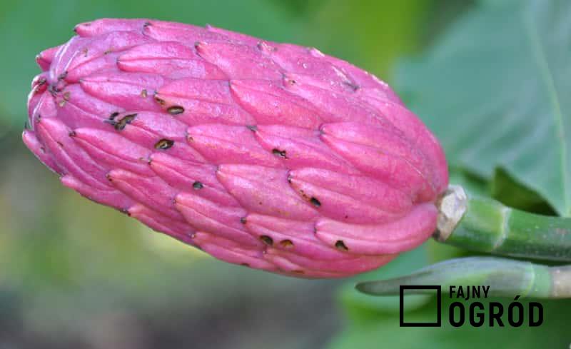 Kwiatostan, który wytwarza magnolia parasolowata, a także sadzenie, pielęgnacja, uprawa oraz wymagania i podłoże dla magnolii