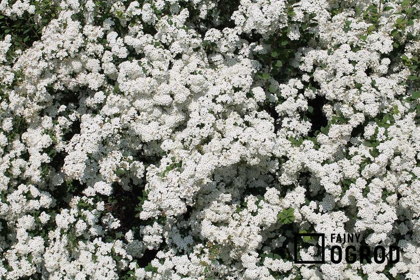 Tawuła biała Alba jest bardzo atrakcyjna. Jej piękne kwiaty składają się w urocze bukieciki, są drobne, ale bardzo gęste, wymagają cięcia.