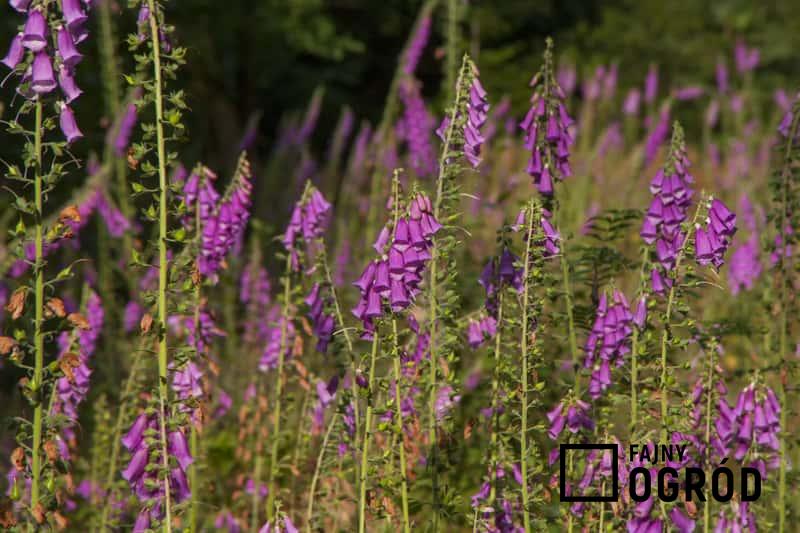 Naparstnica purpurowa, Digitalis purpurea - odmiany, sadzenie, wysiew, warunk uprawy, wymagania, stanowisko, pielęgnacja - porady