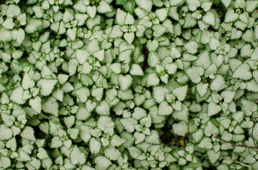 Brunnera o białych liściach przepięknie się prezentuje. Roślina jest delikatna i bardzo atrkacyjna, a jej uprawa nie jest szczególnie skomplikowana.