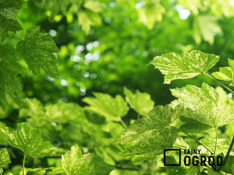 Piekne liście klonu jaworu, z łac.Acer pseudoplatanus - najważniejsze informacje, sadzenie, warynki uprawy, wymagania, pielęgnacja - porady