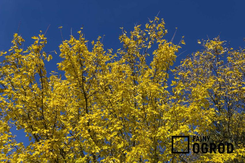 Klon polny ma wiele odmian, które ładnie się prezentuja. Liście odmiany Elsrijk przebarwiają się na żółto.