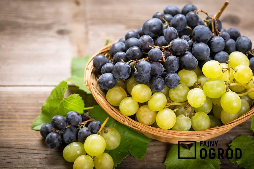 Jak zrobić wino z winogron - poradnik praktyczny i przepis krok po kroku