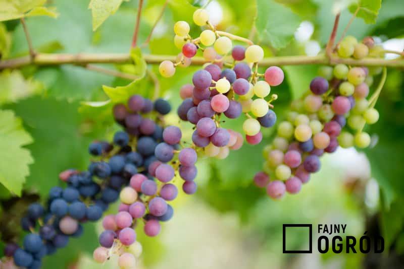 Sadzenie winogron wiosną i jesienią - poradnik praktyczny