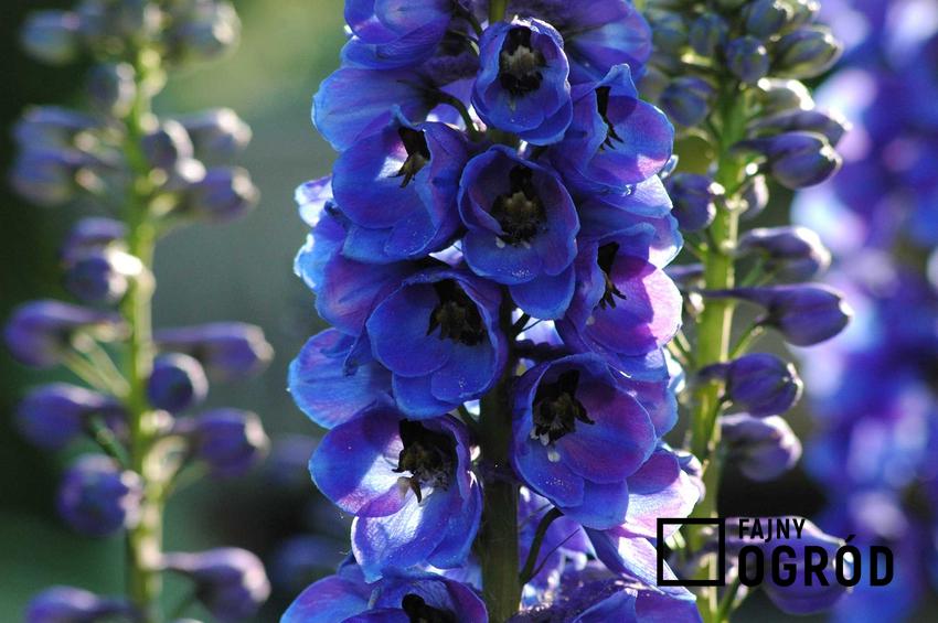Niebieskie kwiaty ostróżeczki polnej to wspaniała ozdoba ogrodu. Jednocześnie ich zapach działa przeciwko wszom i pchłom.