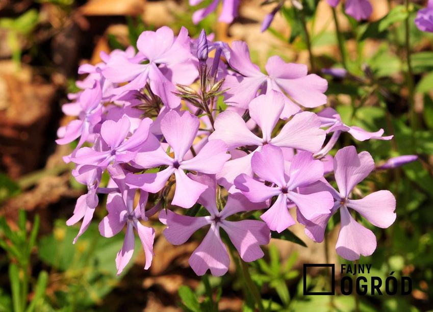 Floks kanadyjski to przepiękna roślina, która bardzo ładnie prezentuje się w ogrodzie. Jej duże kwiatostany mają żywe kolory i są bardzo intensywne.
